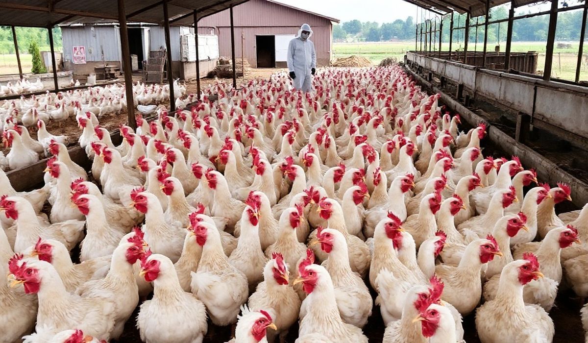 H5N1 Outbreak on Virginia’s Eastern Shore Prompts Quarantine Measures