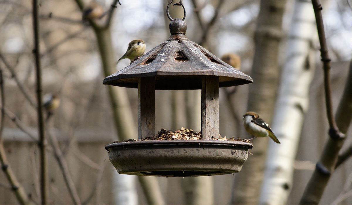 El Paso on Alert: Bird Flu Spurs Call to Halt Bird Feeders