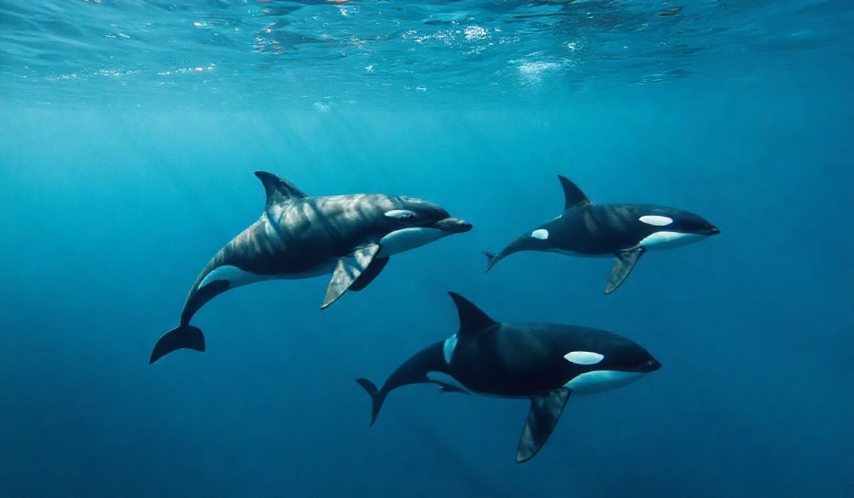 Evolutionary Limits: Dolphins and Orcas Locked in Marine Adaptation