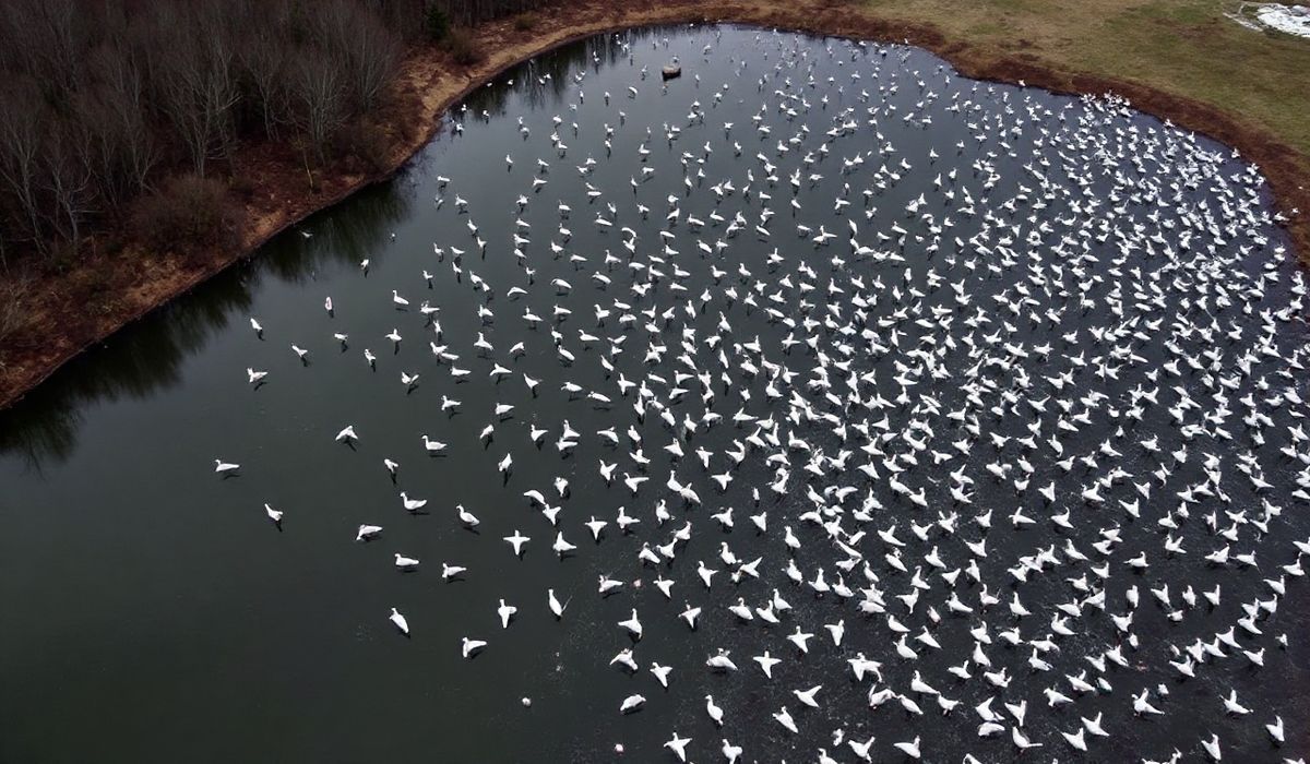 Tragic Toll: Bird Flu Decimates Thousands of Snow Geese in Pennsylvania Quarry