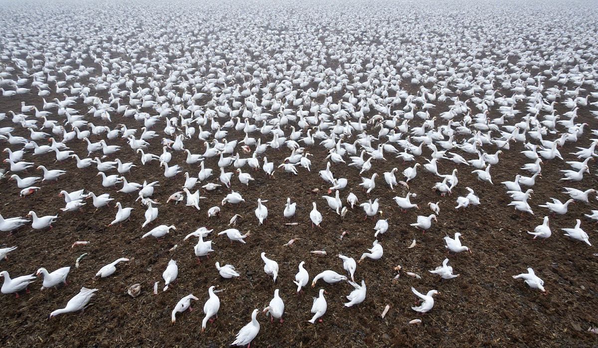 Mass Bird Flu Outbreak Leaves Thousands of Snow Geese Dead in Pennsylvania