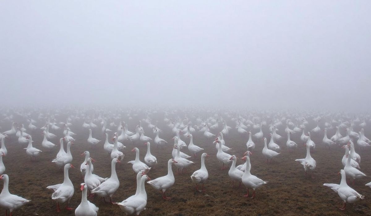 Thousands of Snow Geese Found Dead Amid Bird Flu Outbreak in Pennsylvania