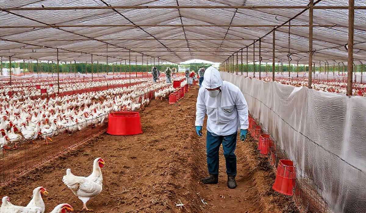 Georgia Suspends Poultry Sales After Bird Flu Outbreak Threatens Key Industry