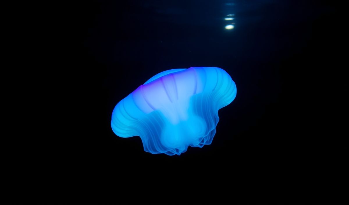 The Enigmatic Glow of Ancient Comb Jellies: A Bioluminescent Mystery